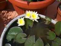 Garten Mai06 003.webp