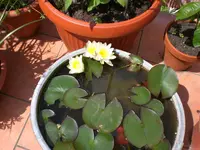 Garten Mai06 004.webp