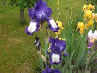 Garten Mai06 006.webp