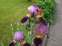 Garten Mai06 007.webp