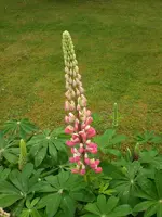 Garten Mai06 008.webp