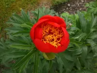 Garten Mai06 010.webp