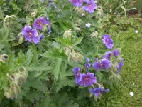 Garten Mai06 011.webp