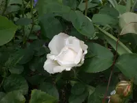 Garten Mai06 012.webp