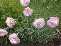 Garten Mai06 013.webp