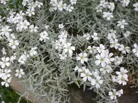 Garten Mai06 014.webp