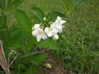 Garten Mai06 018.webp