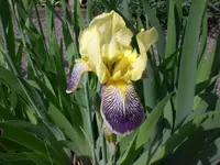 Garten Mai06 019.webp