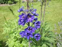 Garten Mai06 021.webp