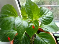 gr-Paprika.webp