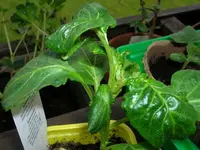 Paprika.webp
