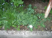 20090519_8348.webp
