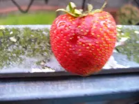 Erdbeere.webp