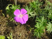 Storchschnabel 1.webp