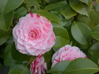 Kamelie rosa.webp