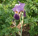 P1060142_600_562.webp