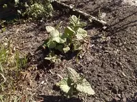 Web Wucherkraut im Kleinstadium.webp