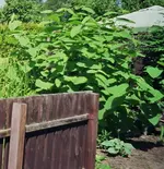 Wucherkraut.webp