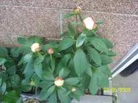 Pfingstrose.webp
