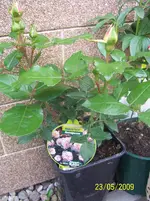 Rose.webp