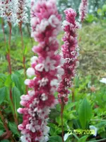 037.webp