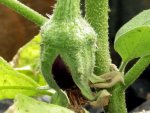 aubergine-madonna-f1-junge-frucht.JPG