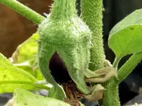 aubergine-madonna-f1-junge-frucht.webp
