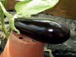 aubergine-madonna-f1.JPG
