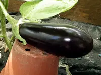 aubergine-madonna-f1.webp