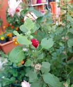 DSC_9068.2.webp
