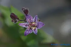 comp_DSC00487.webp