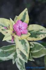 comp_DSC00488.webp