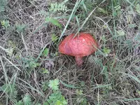 IMG_20130927_110133.webp
