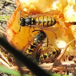 Wespen v (2).webp