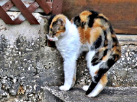 IMG_2452 X.webp