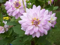 100_5808.webp