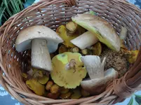 SAM_1673.webp