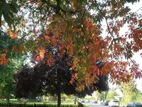 SAM_1669.webp