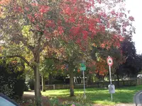 SAM_1668.webp