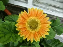 CIMG1593.webp
