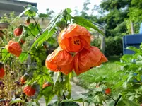 CIMG1600.webp