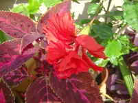 CIMG1741.webp