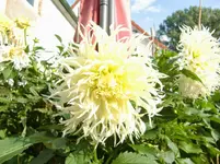 CIMG1751.webp
