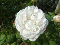 CIMG1650.webp