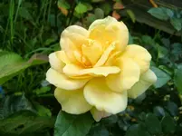 CIMG1659.webp