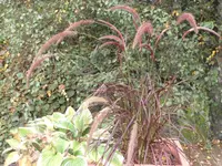 SAM_2171.webp