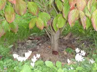 SAM_2160.webp