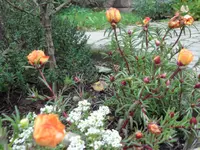 SAM_2169.webp