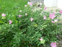 SAM_2167.webp