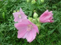 SAM_2168.webp